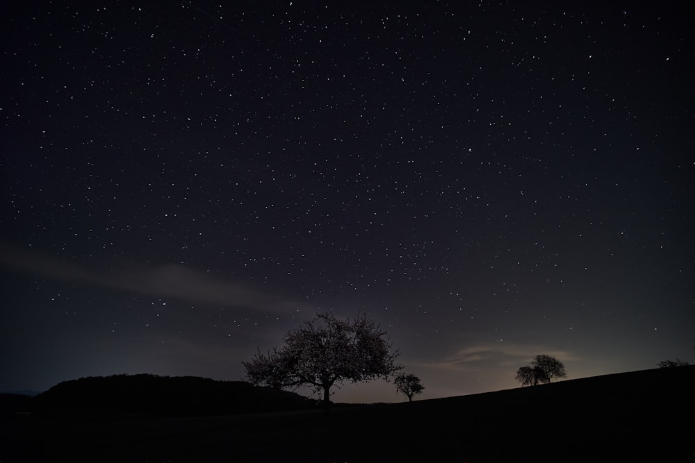 the night sky with stars above a tree