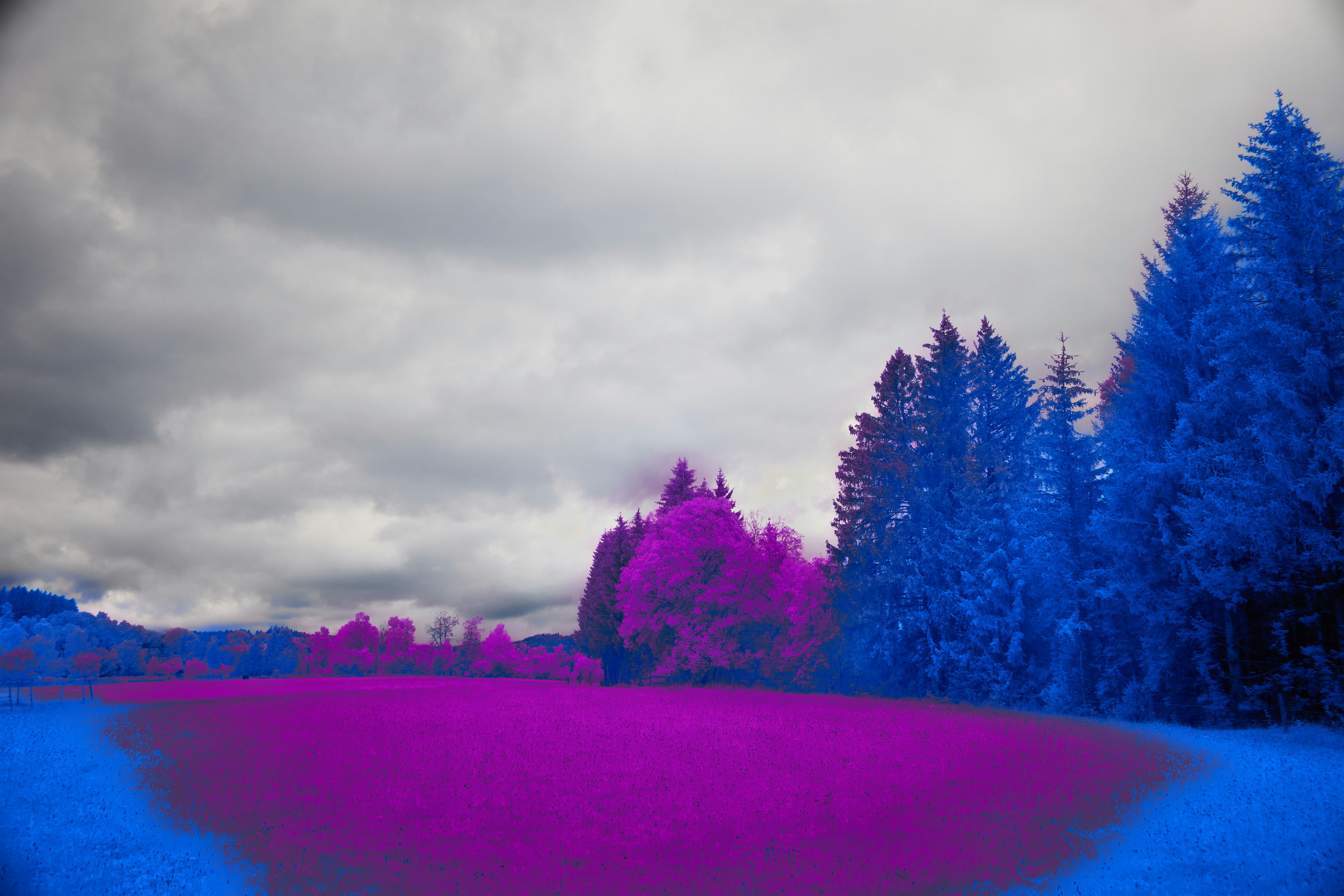 Photo by wolfgang_hasselmann