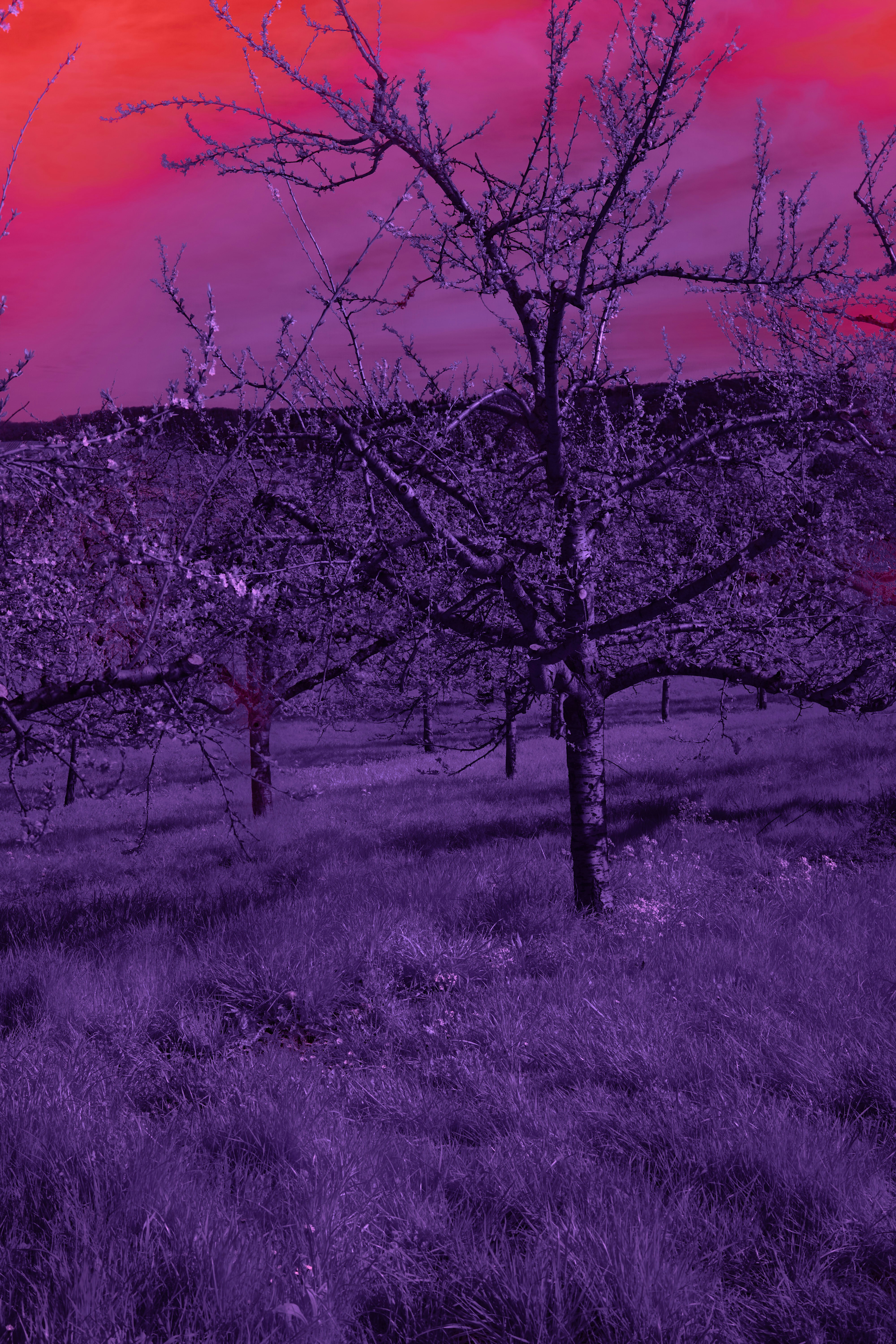 Photo by wolfgang_hasselmann