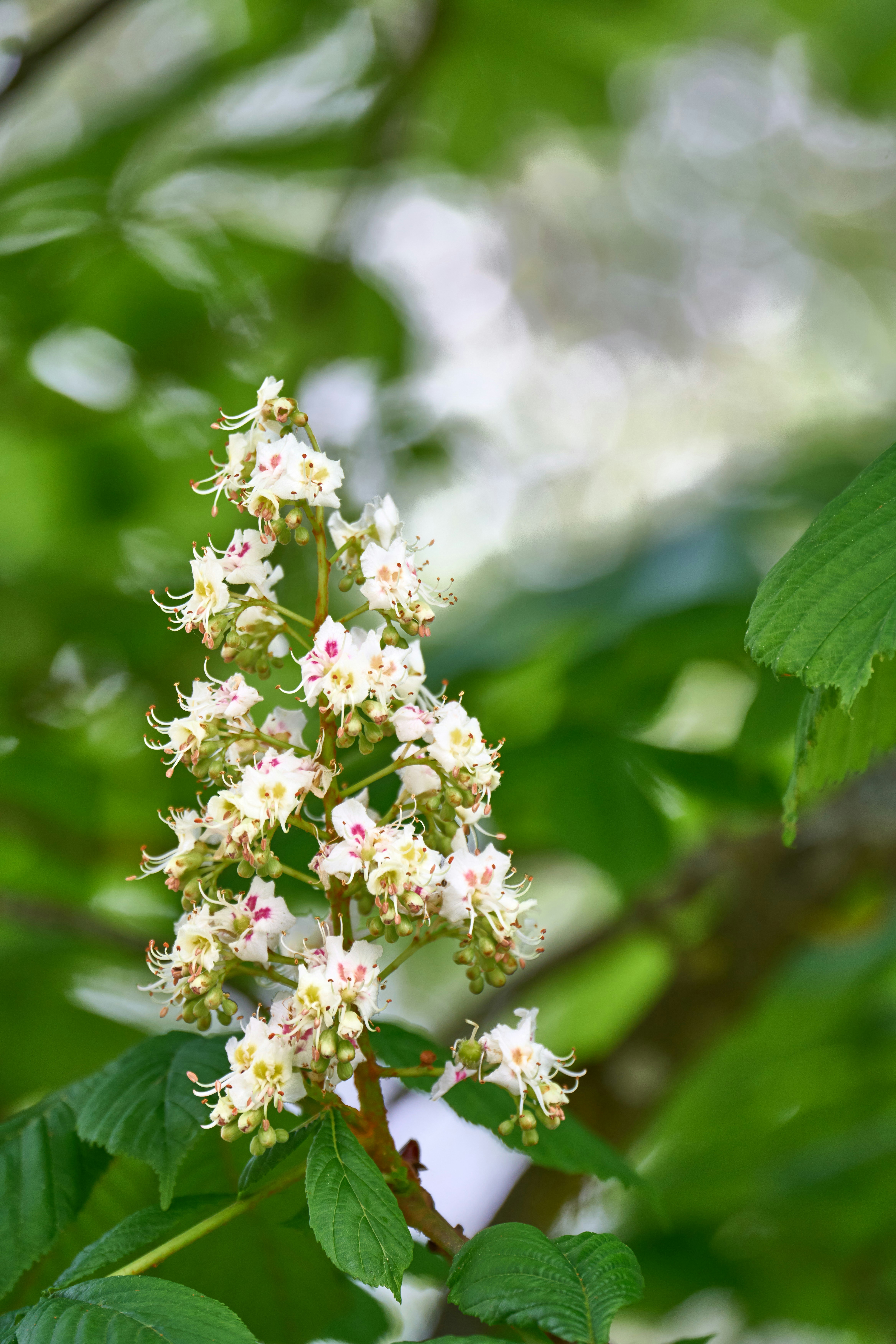 Photo by wolfgang_hasselmann