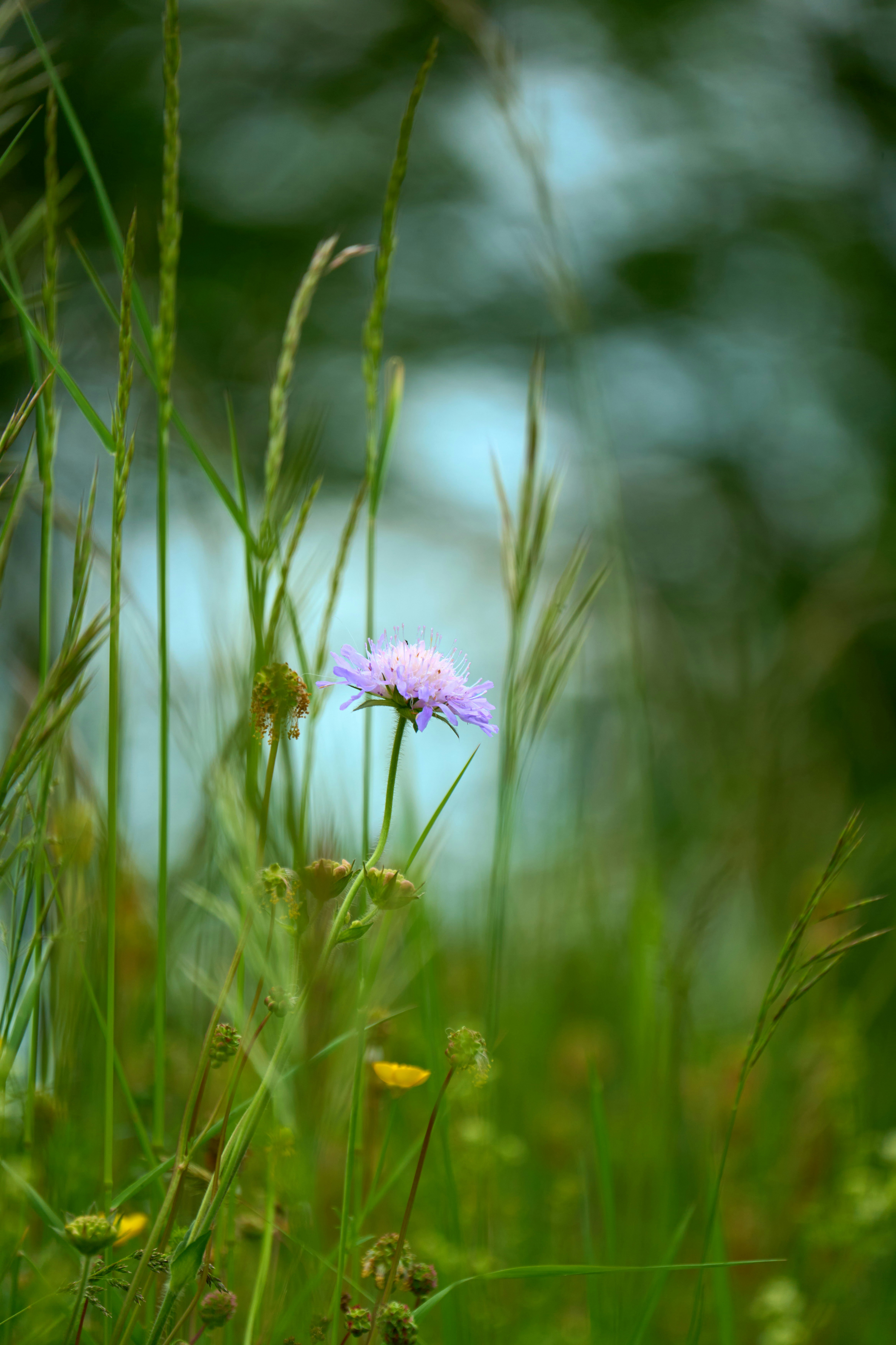 Photo by wolfgang_hasselmann