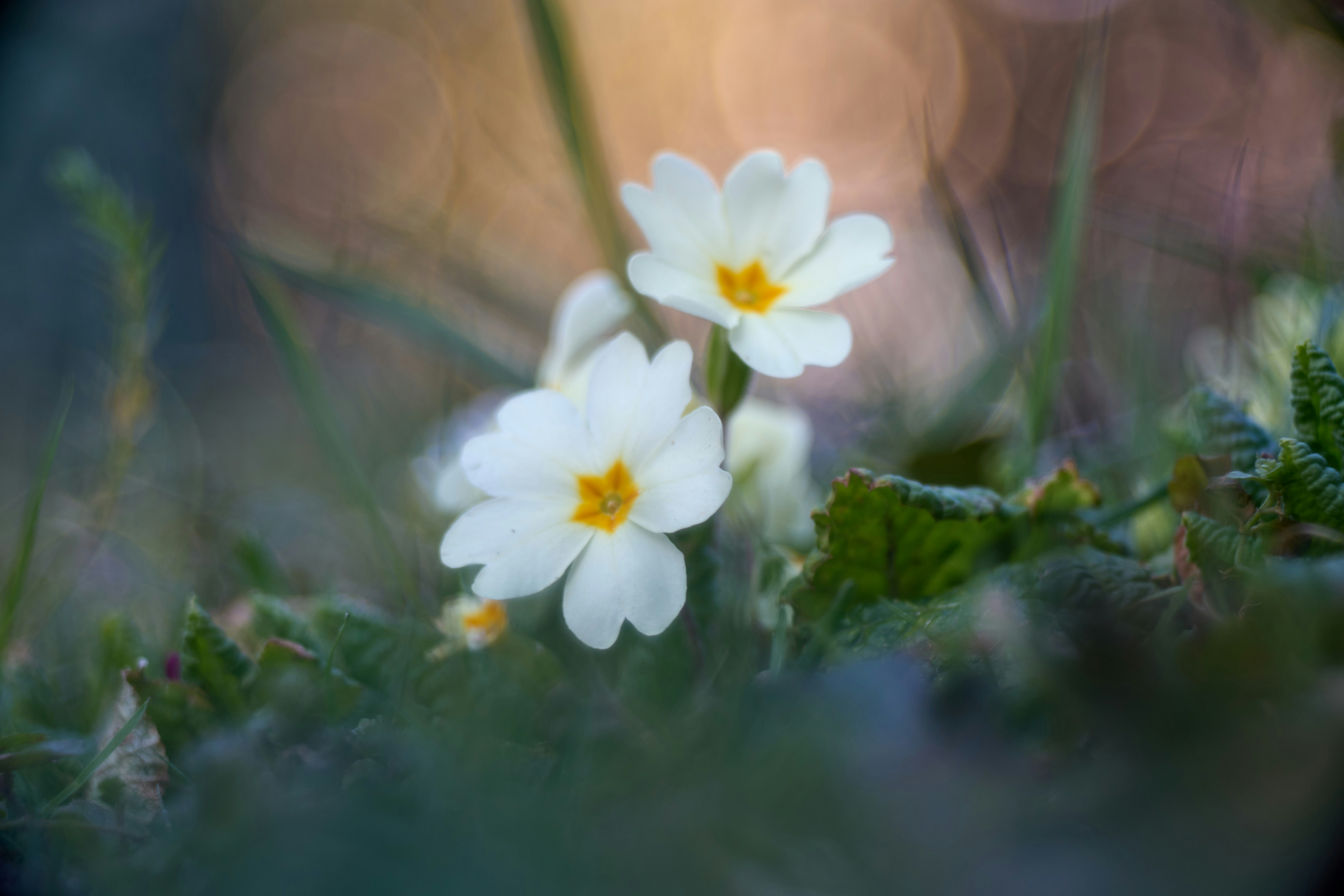 Photo by wolfgang_hasselmann