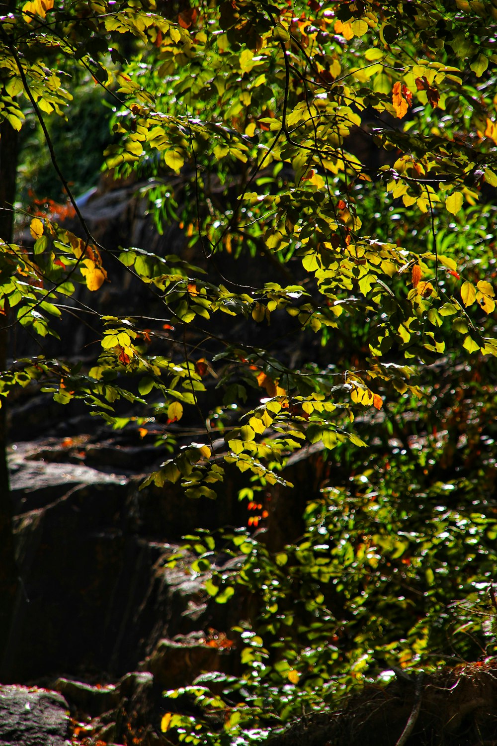 a bird is perched on a tree branch