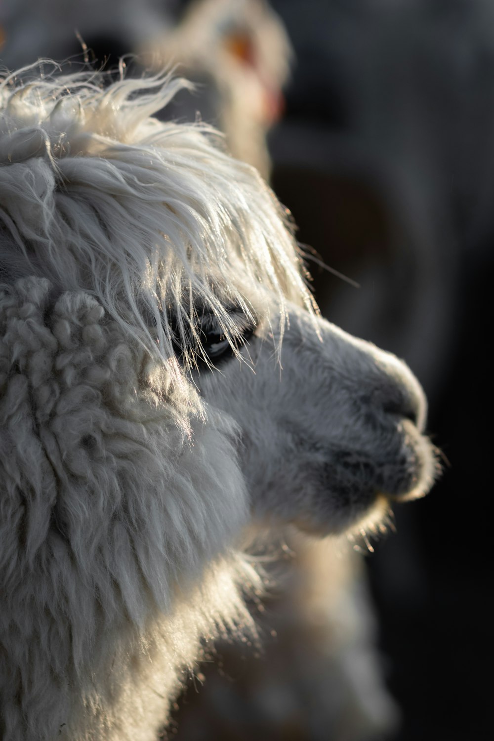 a close up of a white sheep with a blurry background