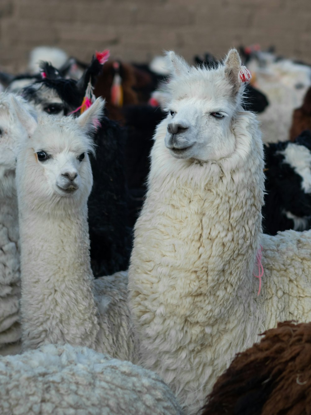 a herd of llamas standing next to each other