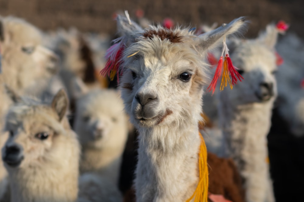 a group of llamas standing next to each other