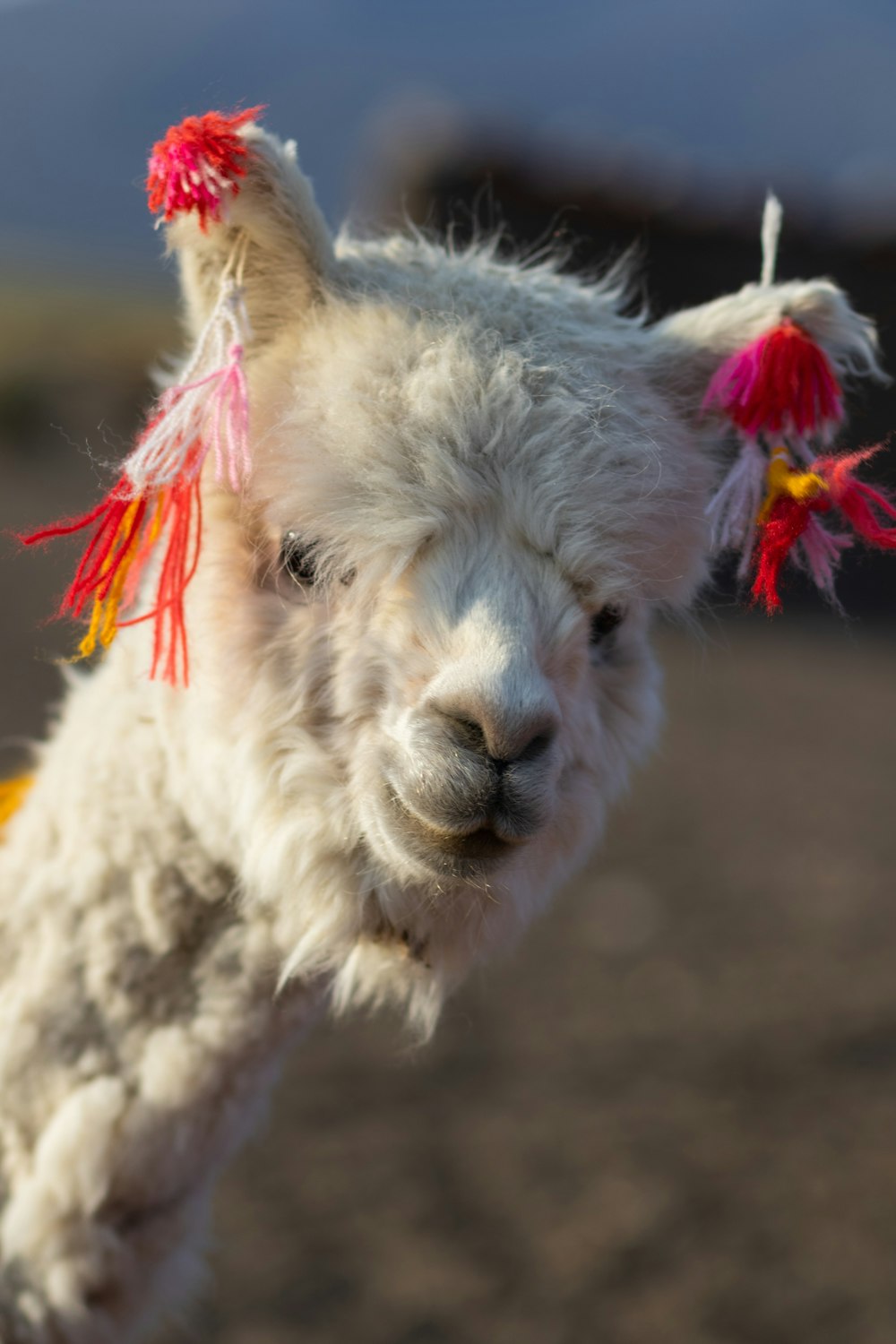 a close up of a small white llama