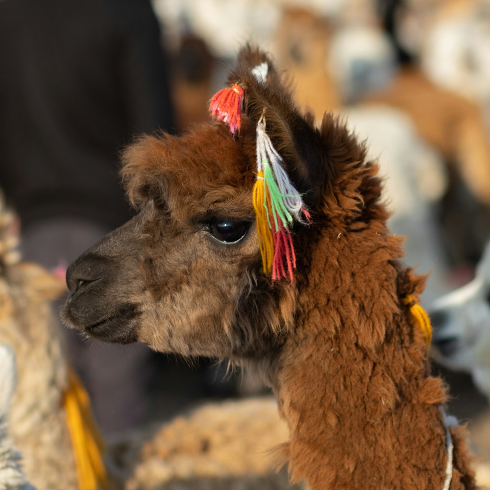 a close up of a small brown llama