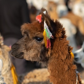 A close-up side profile of an alpaca with colorful yarn tassels attached to its ears. The alpaca has a fluffy, brown coat and a serene expression. In the blurred background, other alpacas or similar animals are visible, creating a warm, earthy atmosphere.