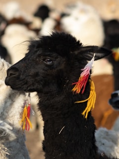 A black alpaca with colorful tassels, primarily red and yellow, adorning its ears. It is surrounded by other alpacas with varying fur colors, from white to brown, in a blurred background.