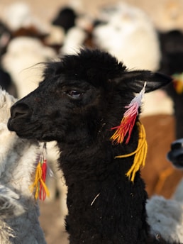 A black alpaca with colorful tassels, primarily red and yellow, adorning its ears. It is surrounded by other alpacas with varying fur colors, from white to brown, in a blurred background.