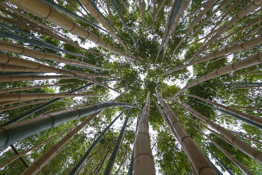 a view looking up at a tall bamboo tree