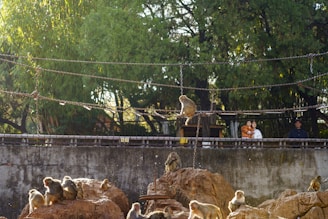 Several monkeys are gathered on large rocks surrounded by chains. In the background, a few people are observing from behind a fence. The setting appears to be an outdoor enclosure with trees providing shade.