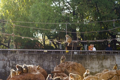 Several monkeys are gathered on large rocks surrounded by chains. In the background, a few people are observing from behind a fence. The setting appears to be an outdoor enclosure with trees providing shade.