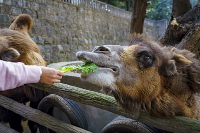 A camel is being fed a leafy green vegetable by a person wearing a light pink sleeve. The scene takes place near a wooden fence with a stone wall in the background, and there is another camel partially visible beside the one eating.