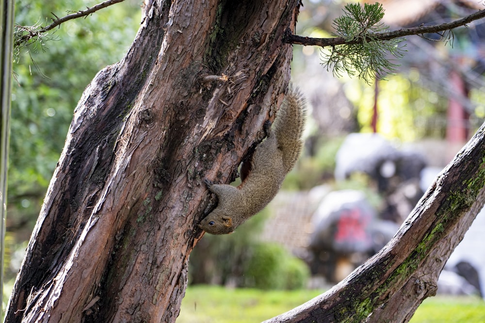 a squirrel climbing up a tree in the rain