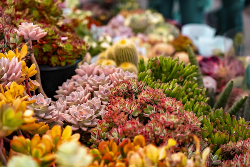 a bunch of plants that are on a table