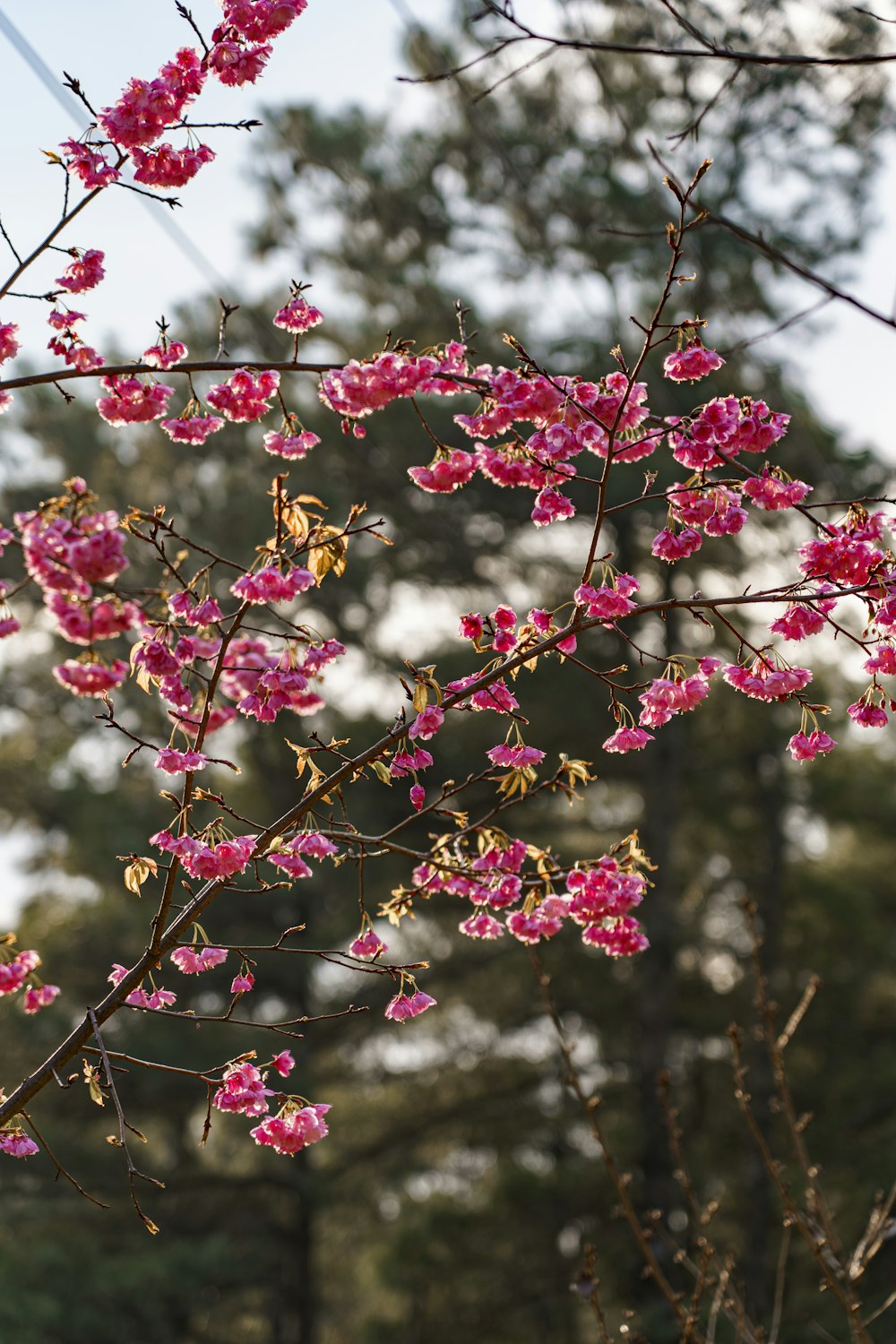 a bunch of pink flowers that are on a tree