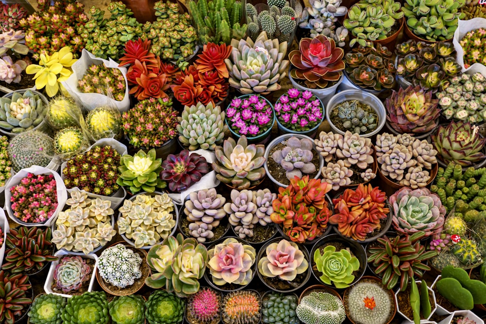 a variety of succulents are displayed in pots