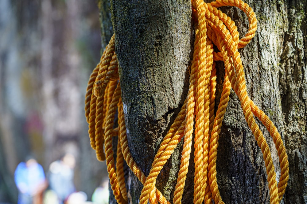 a yellow rope tied to a tree trunk