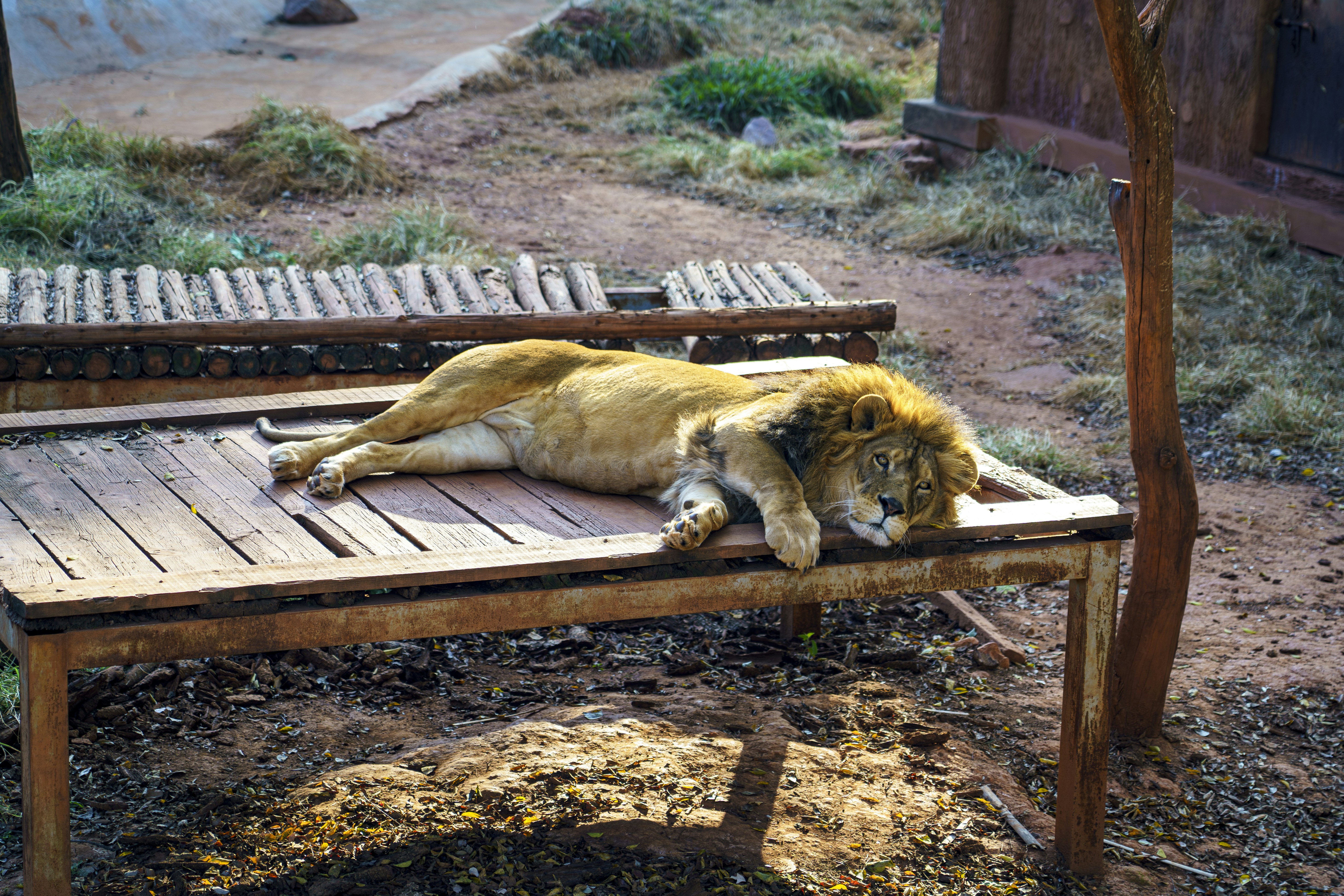 a large lion laying on top of a wooden bench