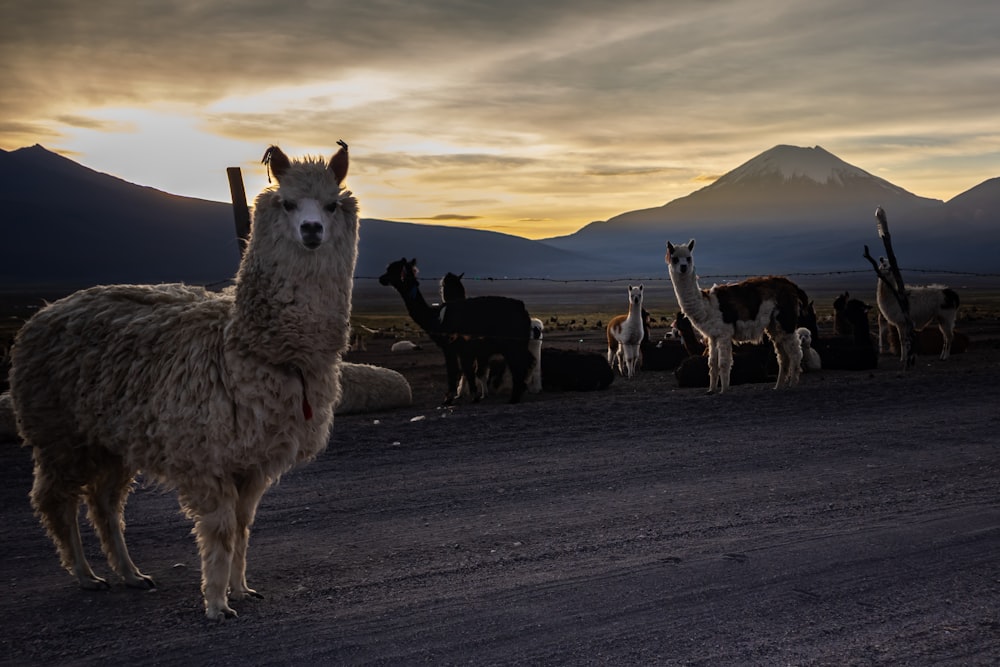 a group of llamas standing in the middle of a road