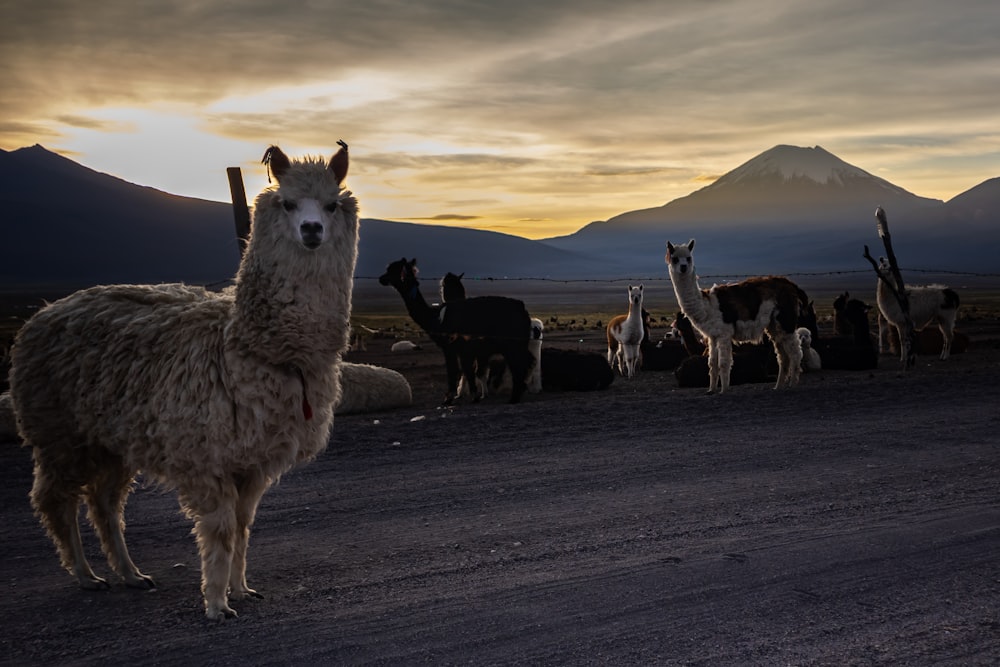 un gruppo di lama in piedi in mezzo a una strada