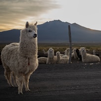 A group of alpacas rests on an open field with a mountainous backdrop. One alpaca stands prominently in the foreground, while several others are sitting on the ground. A wooden post with a wire stretches across the scene, and the sky is a blend of soft colors from the setting or rising sun.