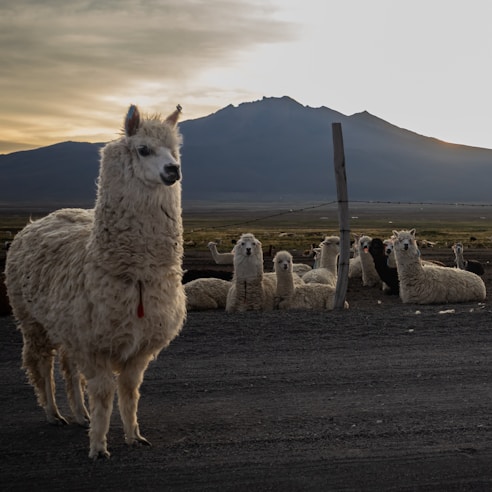 A group of alpacas rests on an open field with a mountainous backdrop. One alpaca stands prominently in the foreground, while several others are sitting on the ground. A wooden post with a wire stretches across the scene, and the sky is a blend of soft colors from the setting or rising sun.