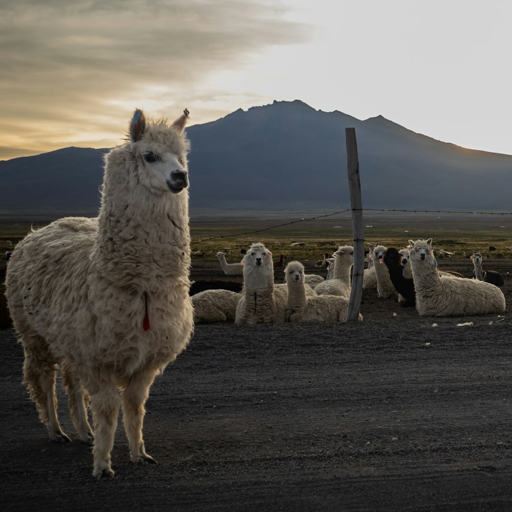 a group of llamas are standing in the dirt