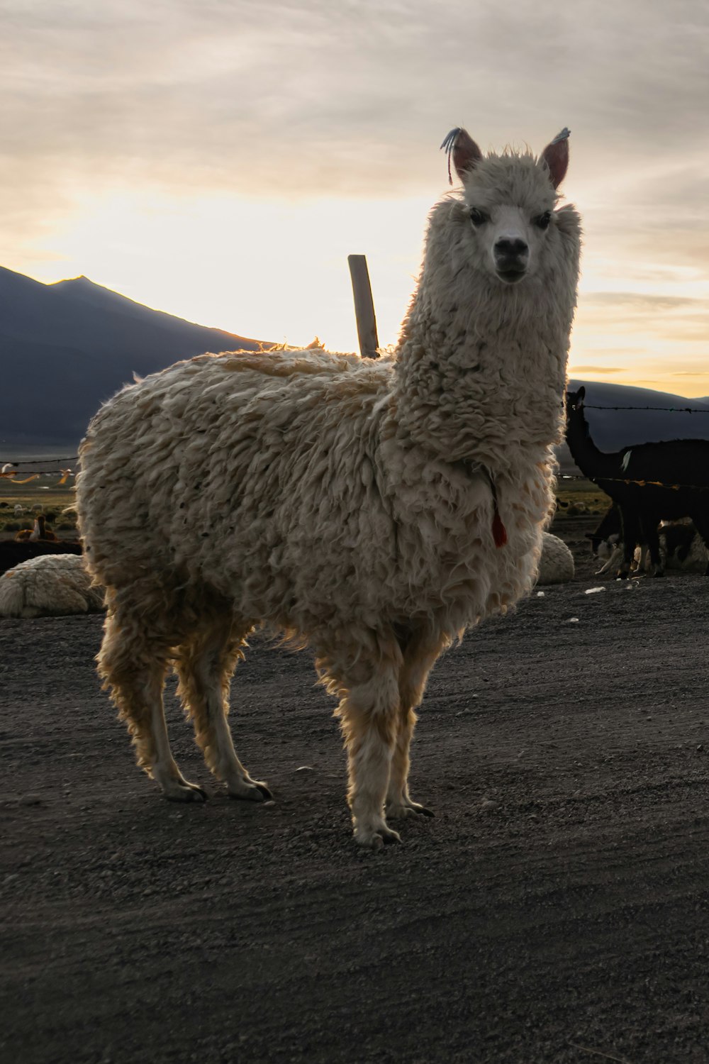 a white llama standing in the middle of a road