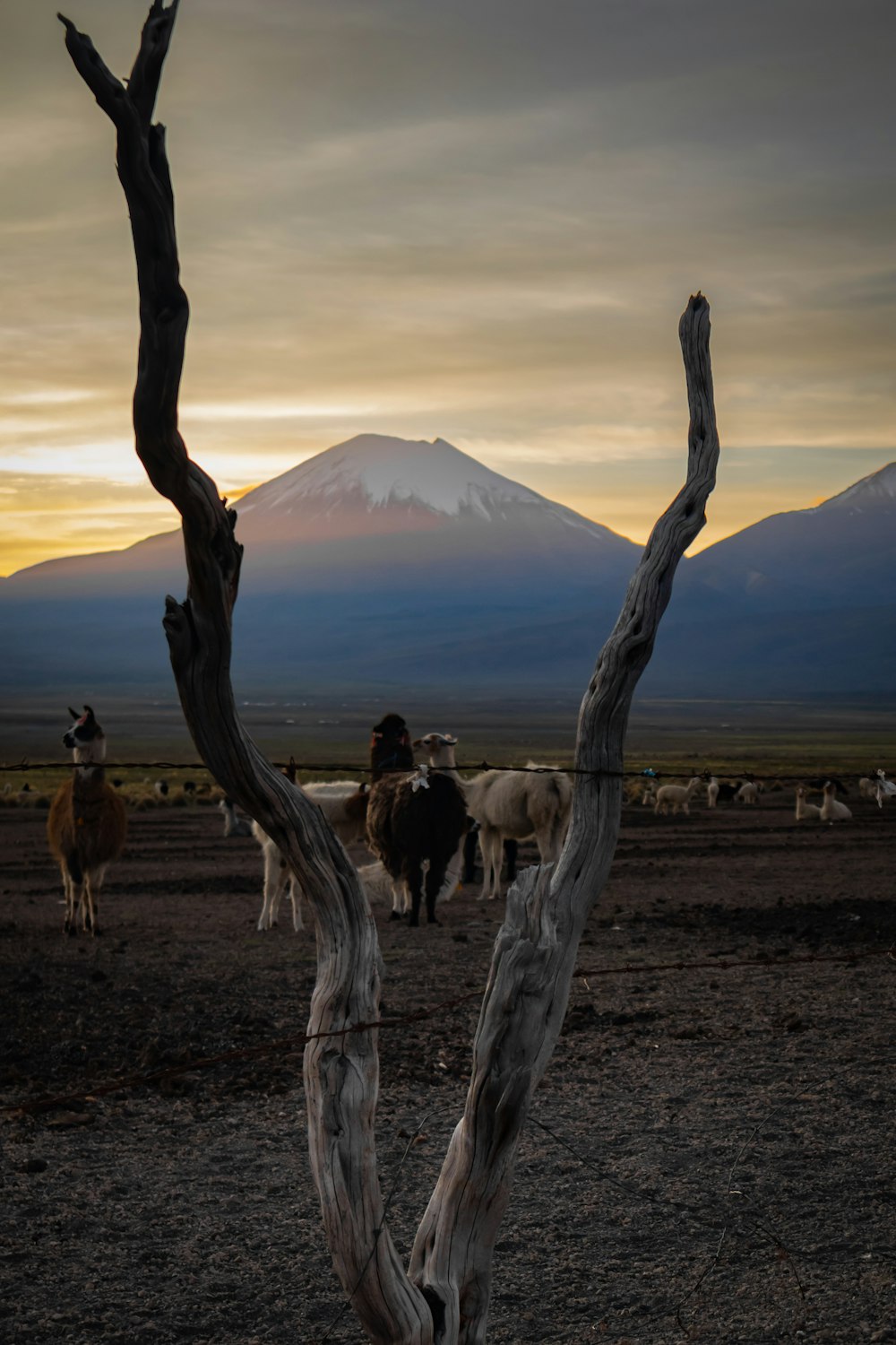 a group of animals that are standing in the dirt