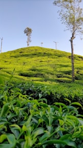 A panoramic view of rolling hills where mountain tea grows wild under clear blue skies.