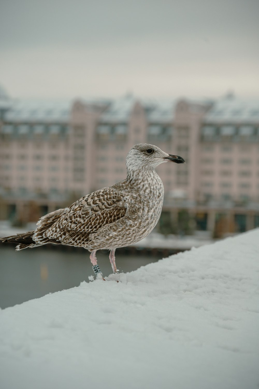 a seagull standing on a ledge in the snow