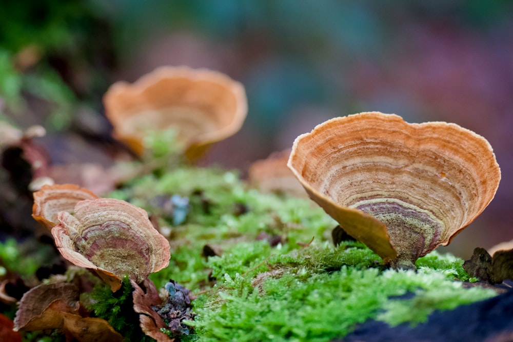 a group of mushrooms sitting on top of a moss covered ground