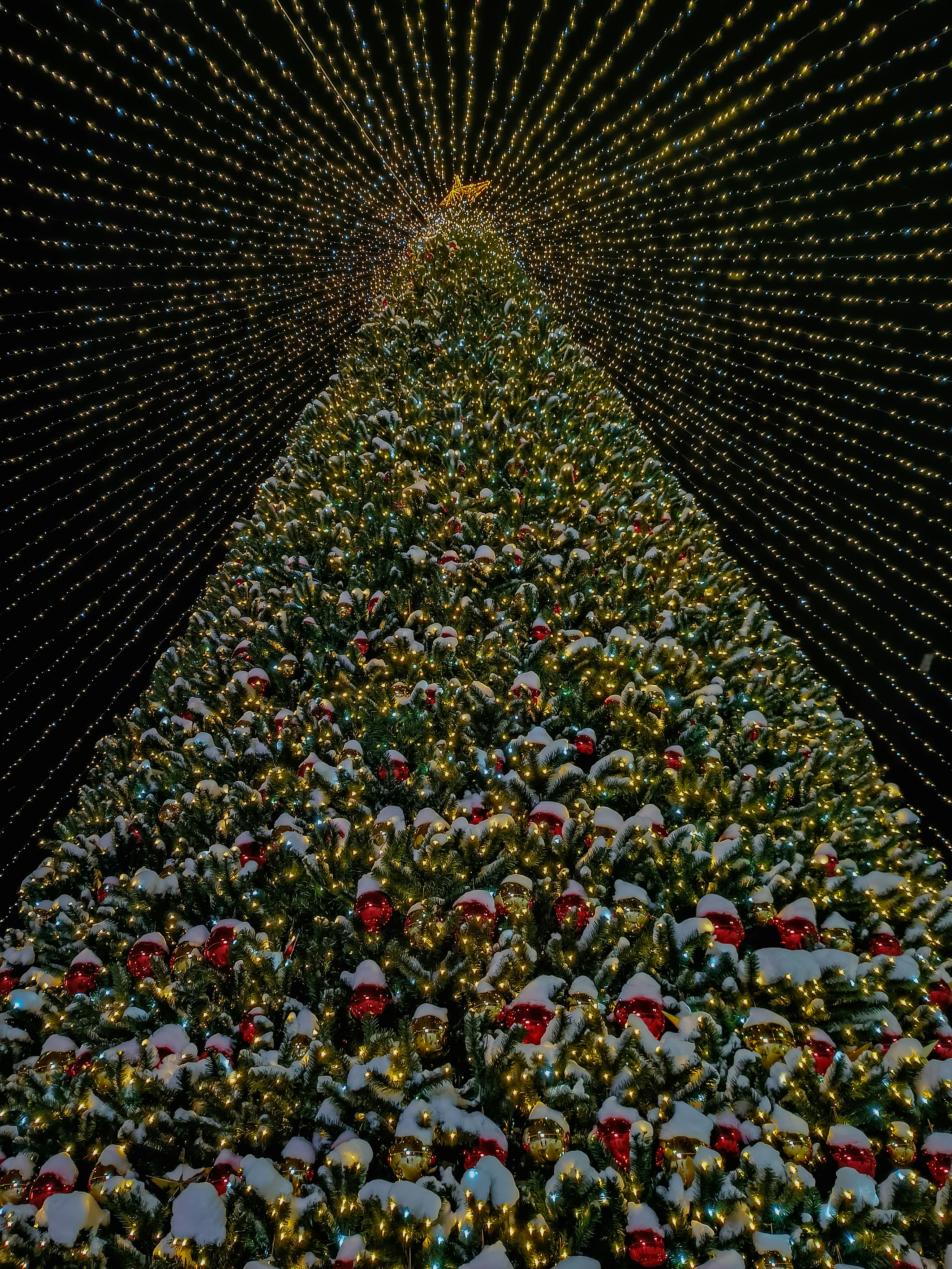 a very large christmas tree with many lights