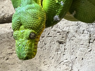 A close-up of a vibrant green snake with intricate scale patterns against a textured stone-like background. The snake is positioned with its head facing downward, and its large eyes are prominent.