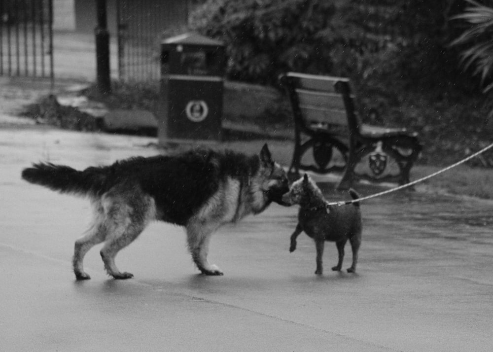 a black and white photo of two dogs on a leash