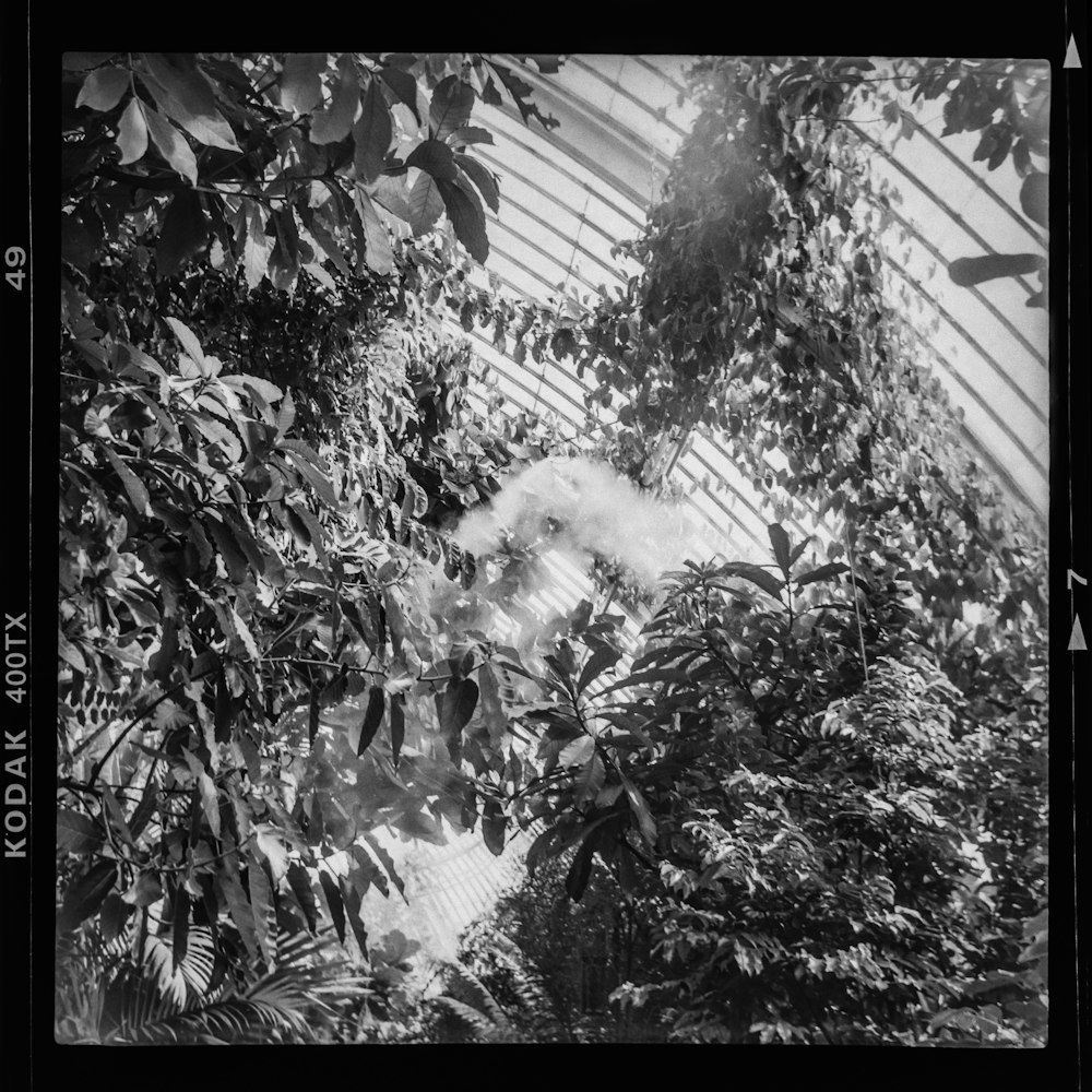 a black and white photo of a tree in a greenhouse