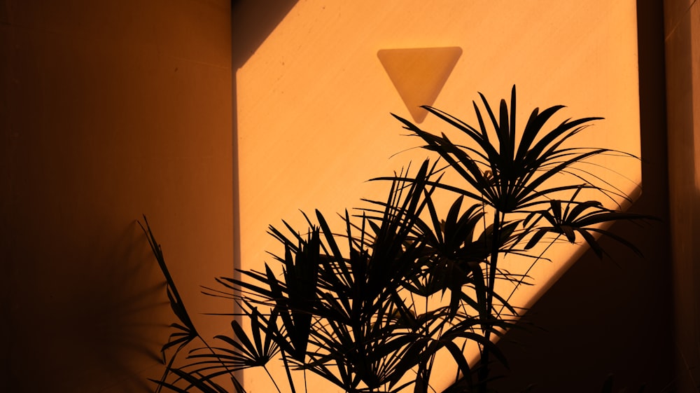 a plant in a pot with a light shining on it