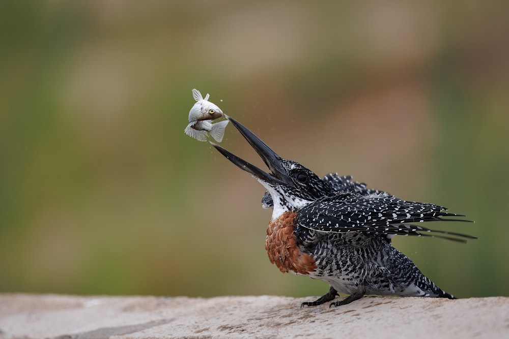 ein Vogel mit einem Stück Papier im Maul