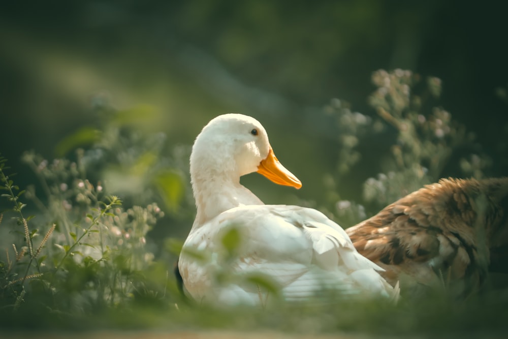 a white duck sitting in the grass next to another duck