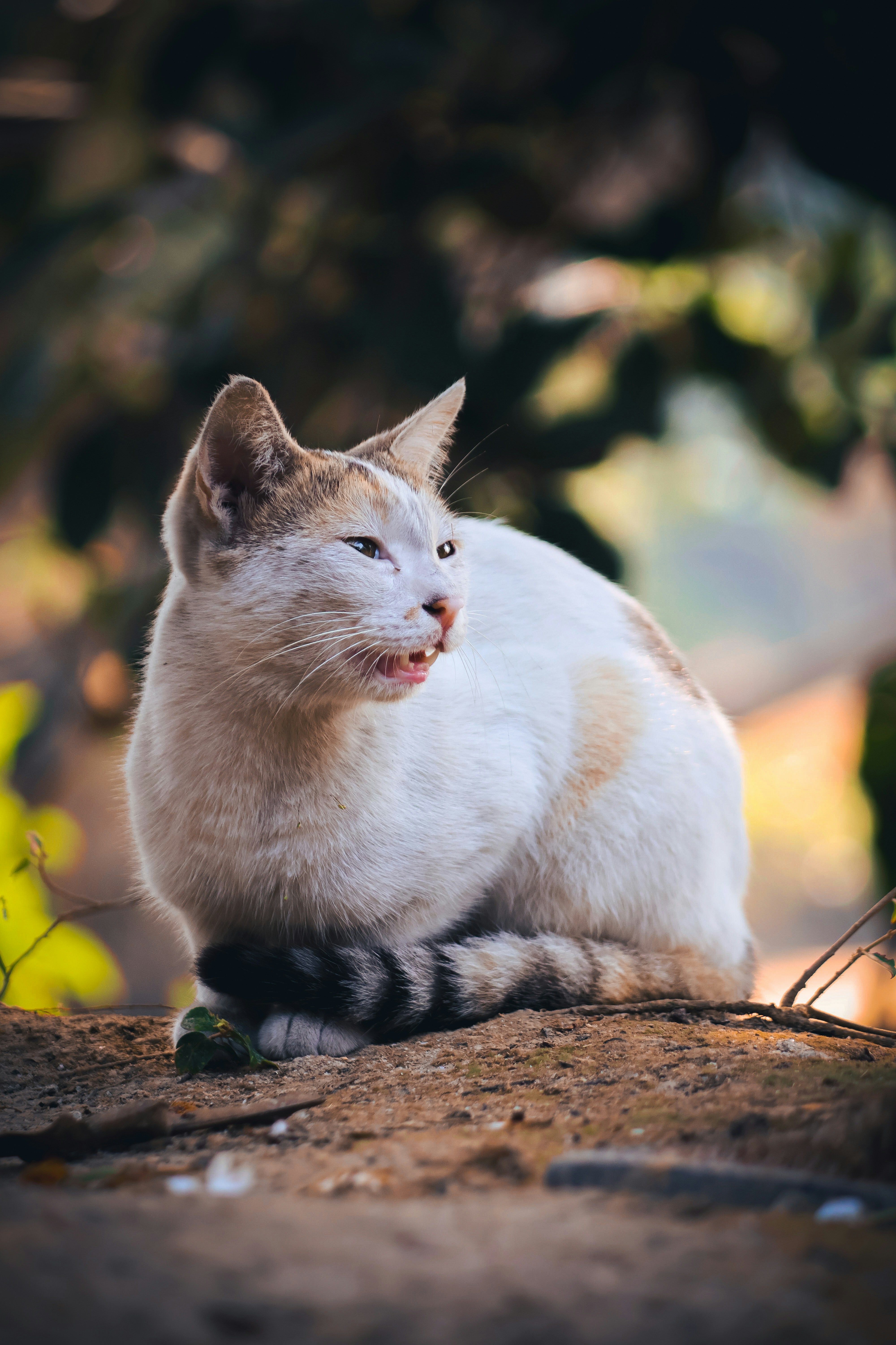 a white and brown cat sitting on top of a rock