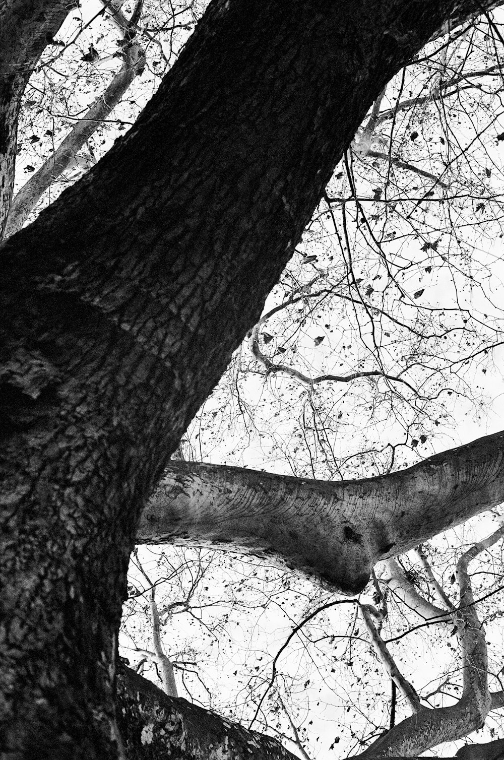 uma foto em preto e branco de uma árvore