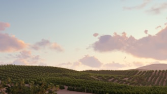 Panoramic view of rolling hills covered with grapevines at sunset