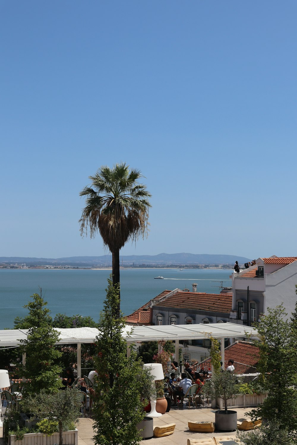 a palm tree in front of a body of water