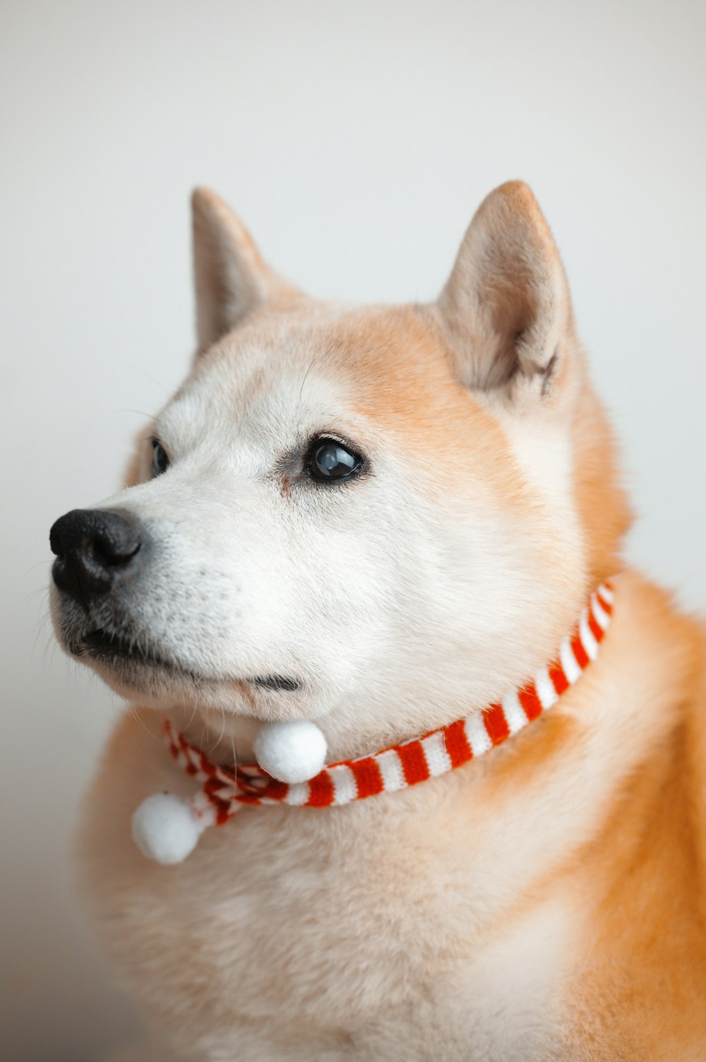 a close up of a dog wearing a red and white collar