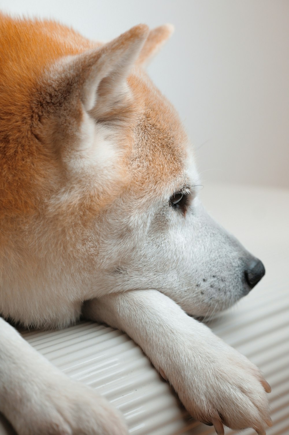 a close up of a dog laying on a bed