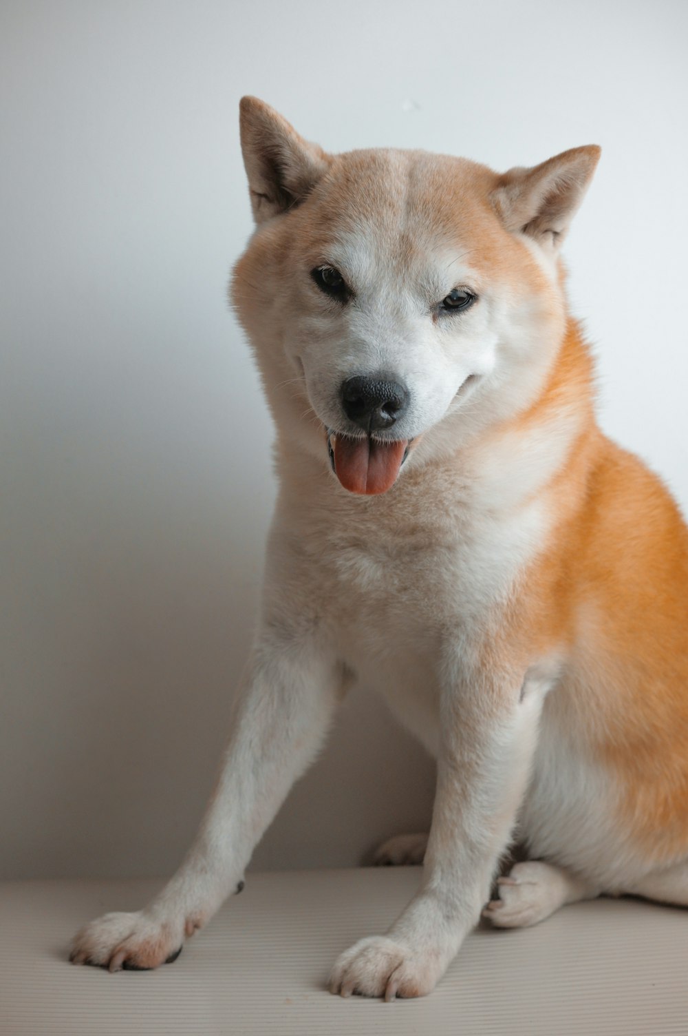 a brown and white dog sitting on top of a table