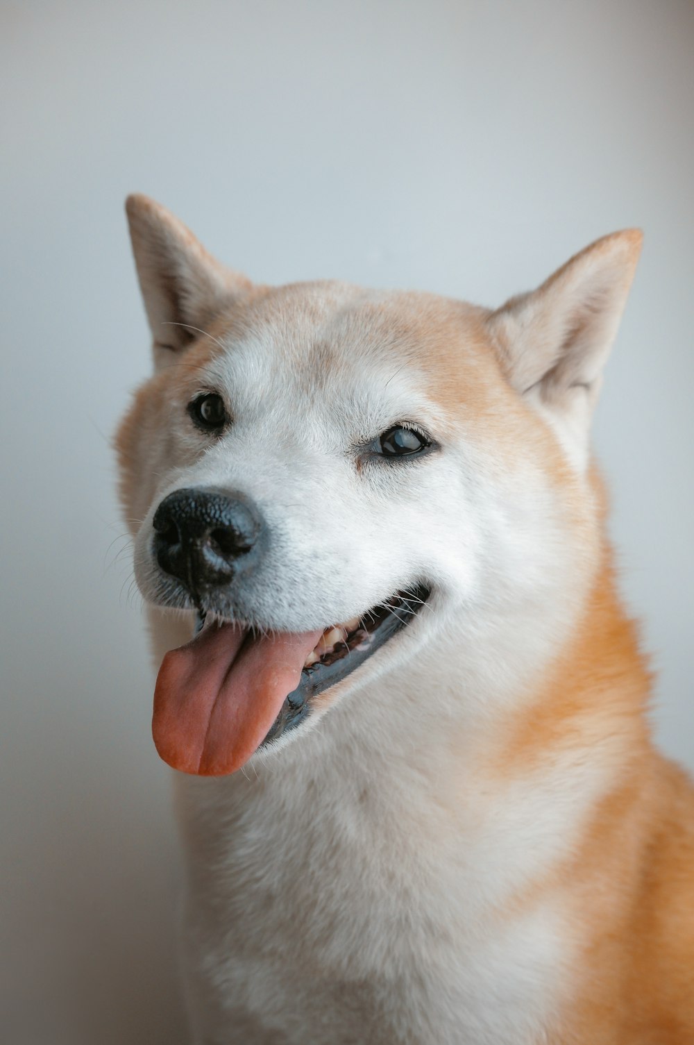 a close up of a dog with its tongue out